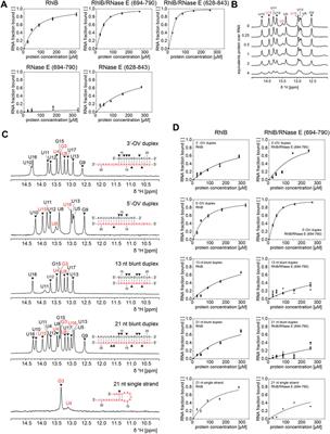 Allosteric activation of RhlB by RNase E induces partial duplex opening in substrate RNA